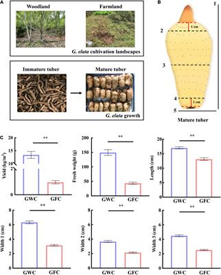 Mycorrhizosphere Bacteria, Rahnella sp. HPDA25, Promotes the Growth of Armillaria gallica and Its Parasitic Host Gastrodia elata